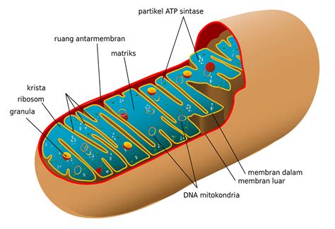 peran mitokondria  Respirasi merupakan proses perombakan atau katabolisme untuk menghasilkan energi atau tenaga bagi berlangsungnya proses hidup